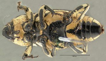 Media type: image;   Entomology 5202 Aspect: habitus ventral view